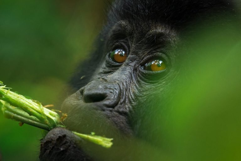 Uganda Wildlife Authority – Primate Permit Price Increase