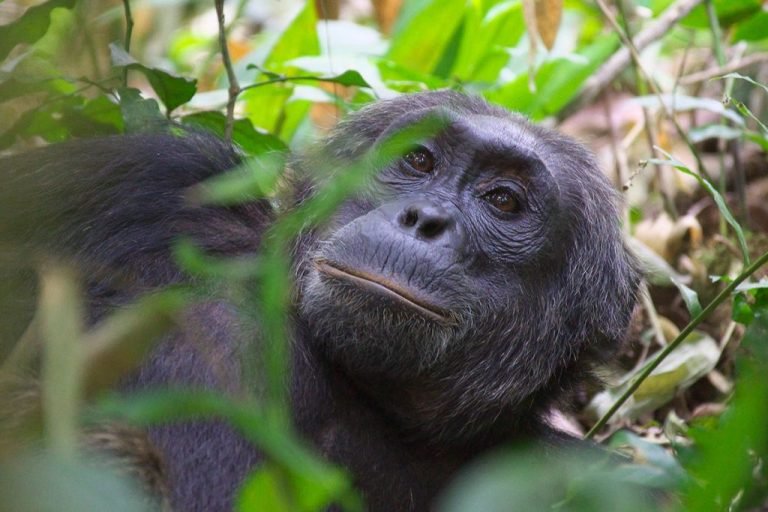 International Primate Day – Safaris